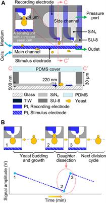 Real-Time Monitoring of Dissection Events of Single Budding Yeast in a Microfluidic Cell-Culturing Device Integrated With Electrical Impedance Biosensor